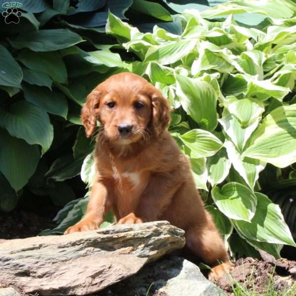 Regina, Irish Doodle Puppy